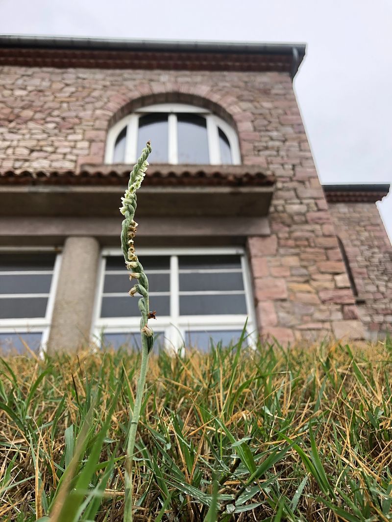 Spiranthes spiralis  - Armelle Bass