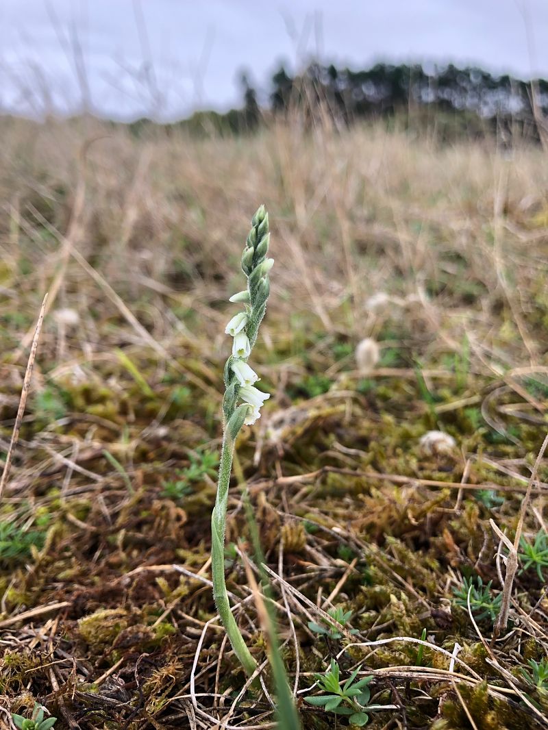 Spiranthes spiralis  - Armelle Bass