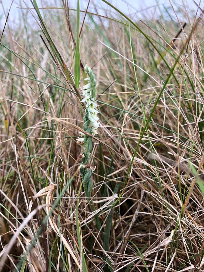 Spiranthes spiralis  - Armelle Bass