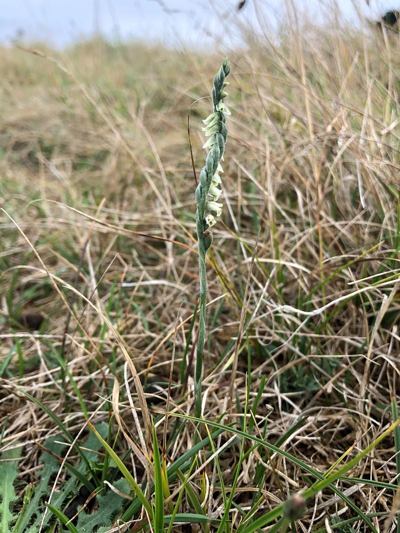 Spiranthes spiralis  - Armelle Bass