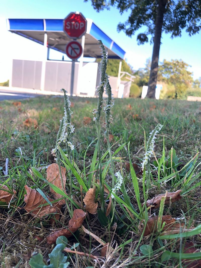 Spiranthes spiralis  - Armelle Bass
