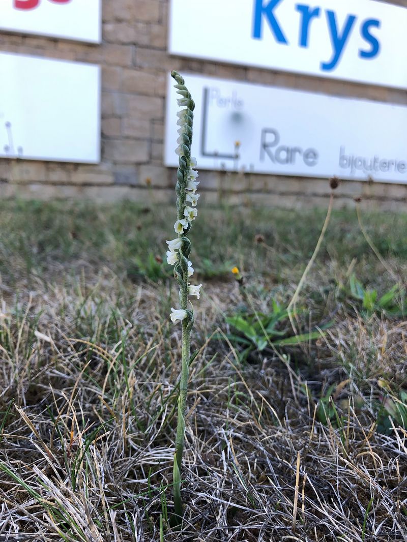 Spiranthes spiralis  - Armelle Bass