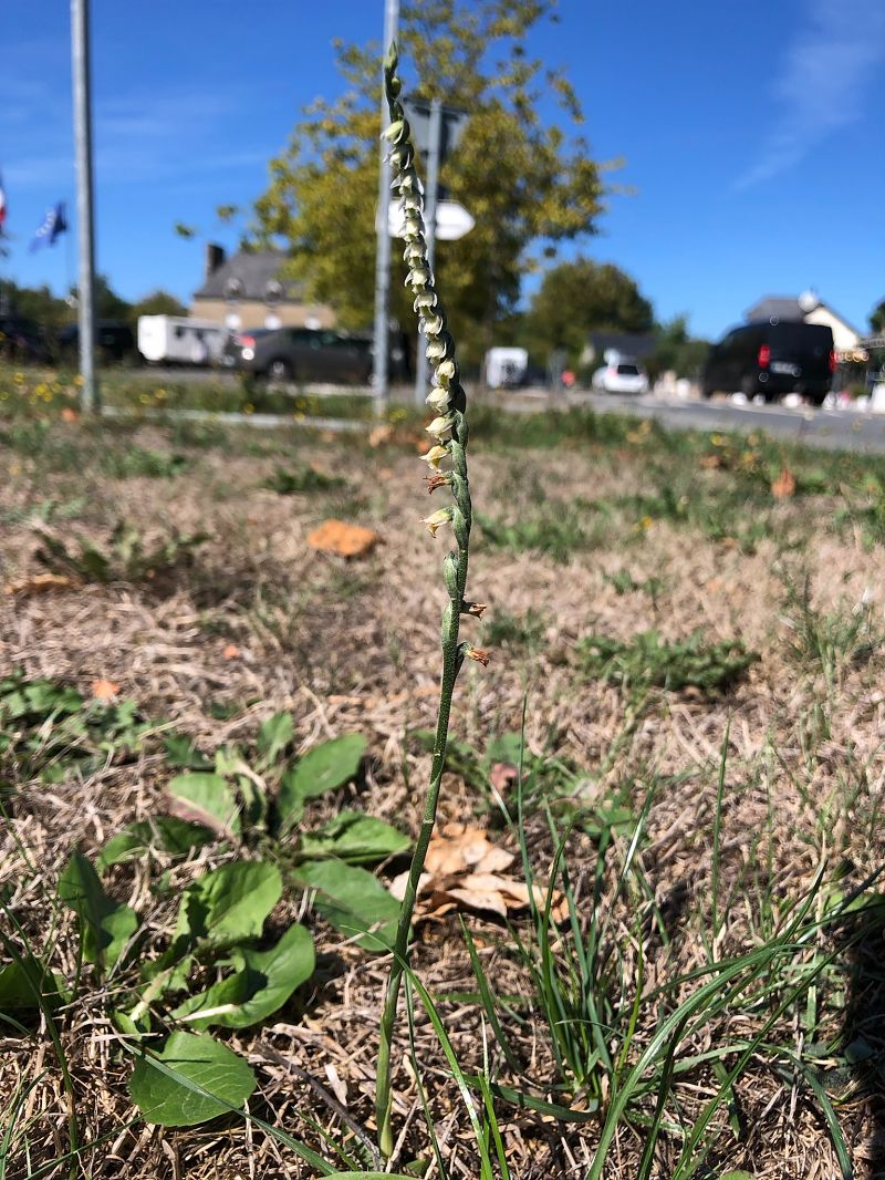 Spiranthes spiralis  - Armelle Bass