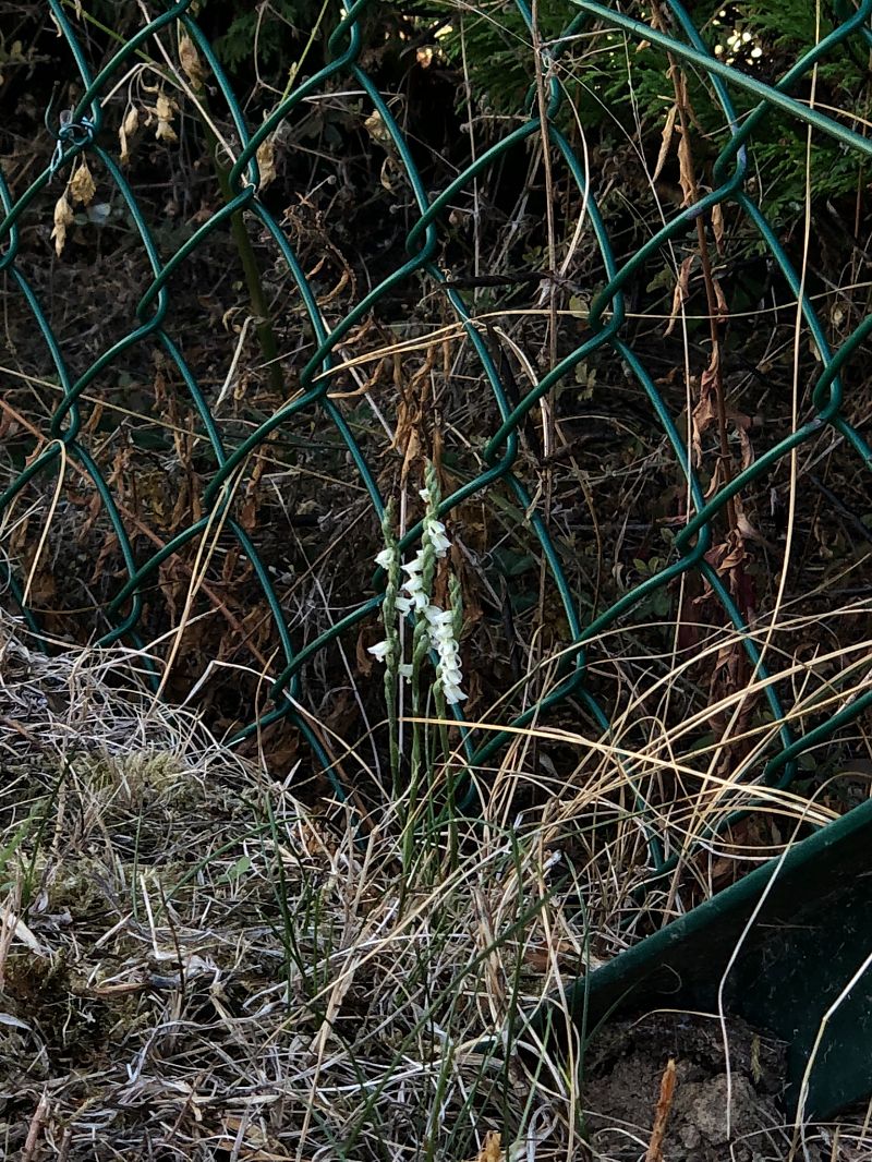 Spiranthes spiralis  - Armelle Bass