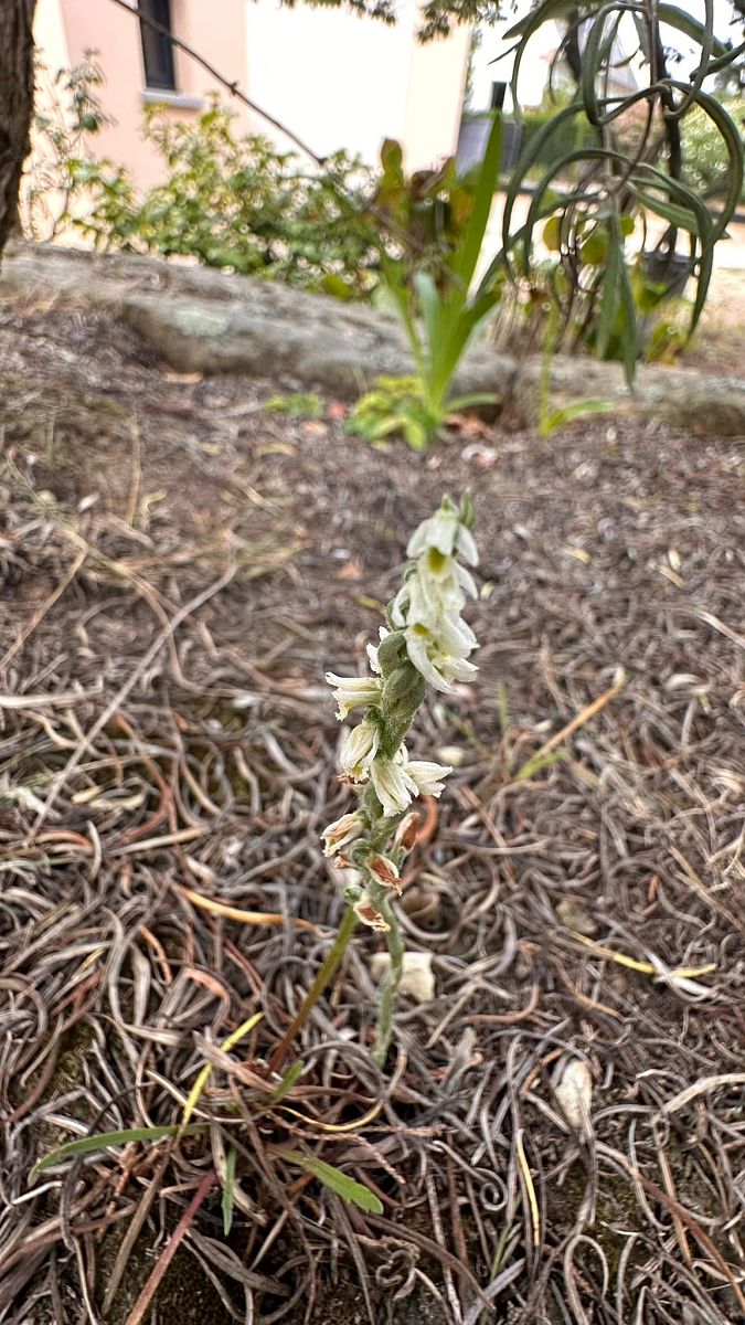 Spiranthes spiralis  - Anonyme