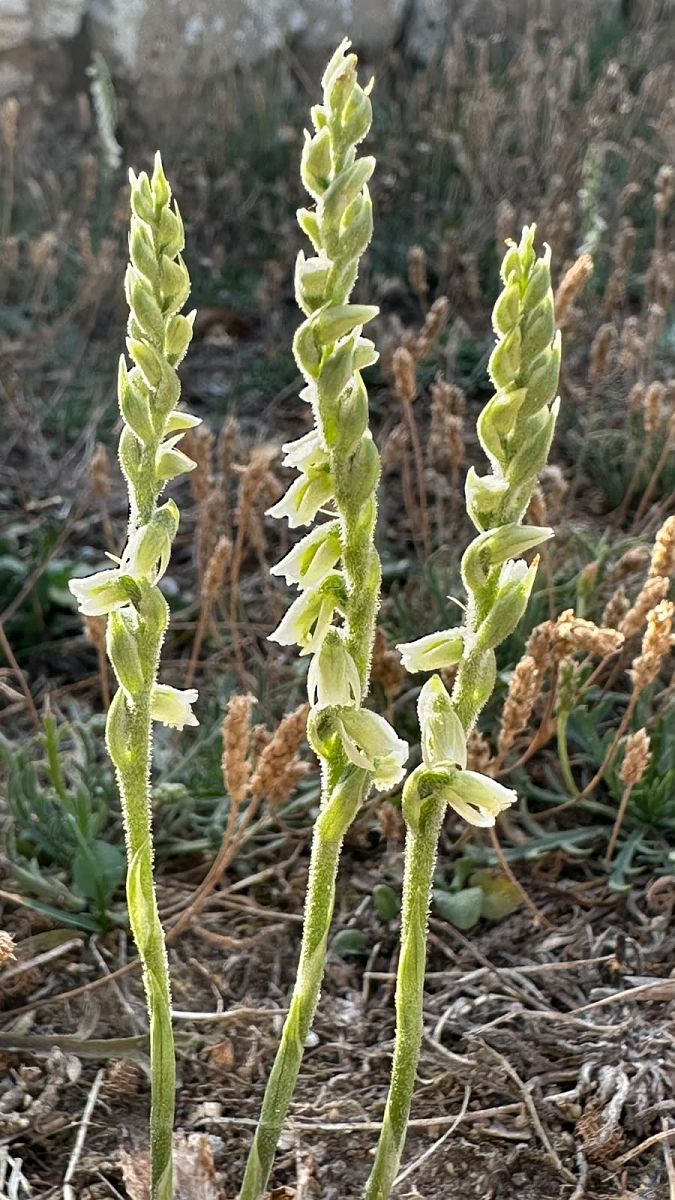 Spiranthes spiralis  - Anonyme