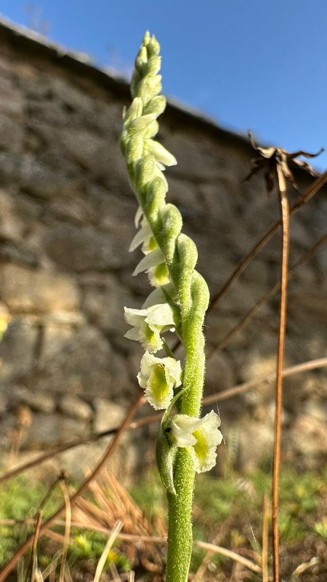 Spiranthes spiralis  - Anonyme
