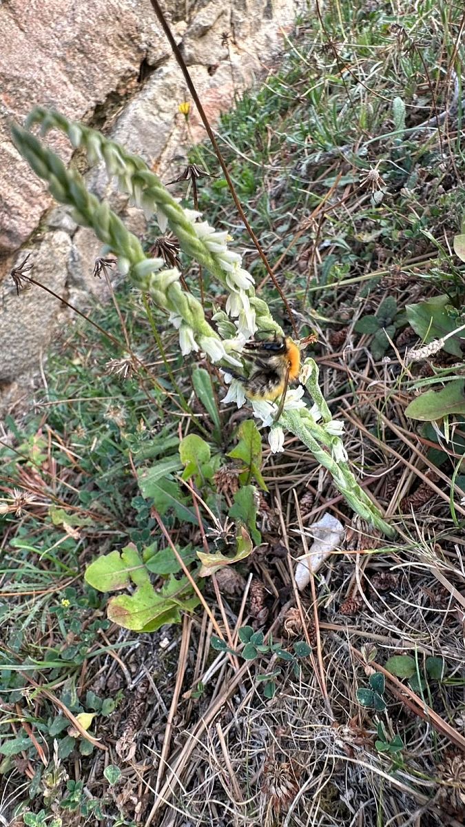 Spiranthes spiralis  - Anonyme