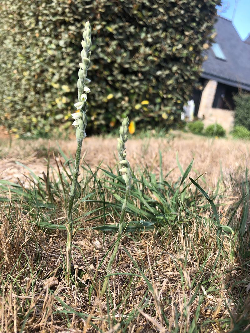 Spiranthes spiralis  - Armelle Bass