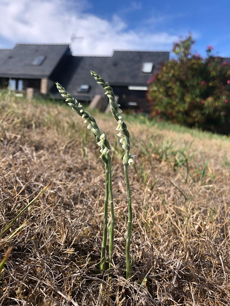 Spiranthes spiralis  - Armelle Bass