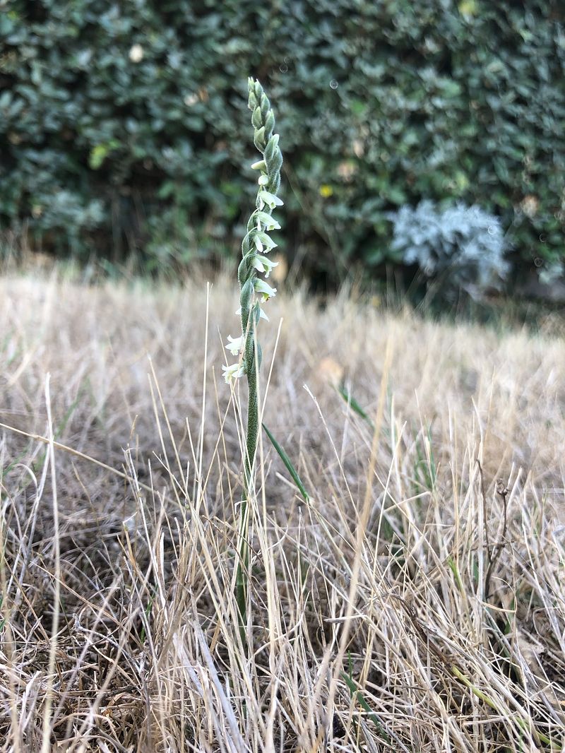 Spiranthes spiralis  - Armelle Bass