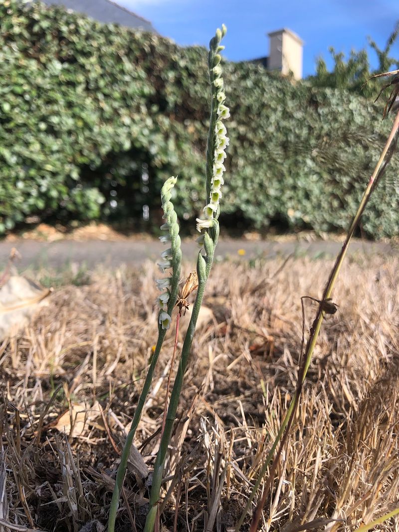 Spiranthes spiralis  - Armelle Bass