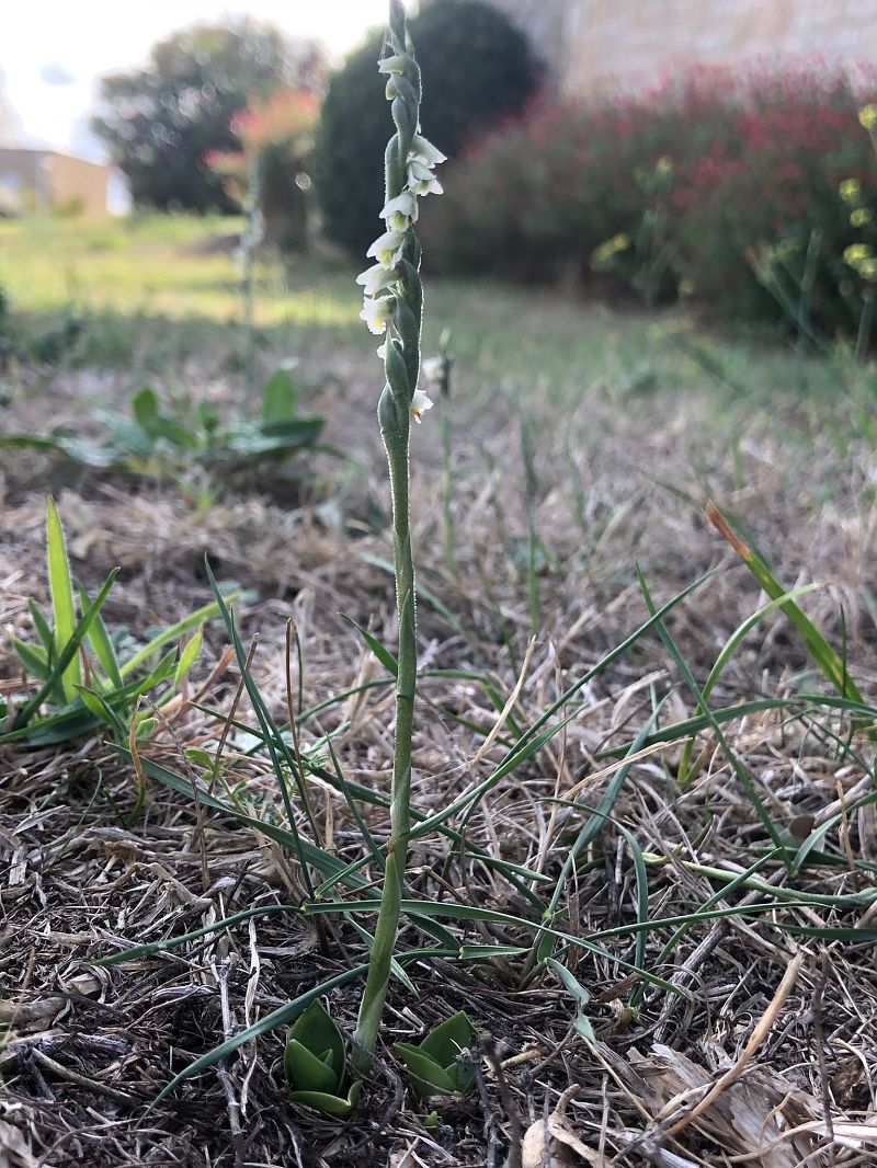 Spiranthes spiralis  - Armelle Bass