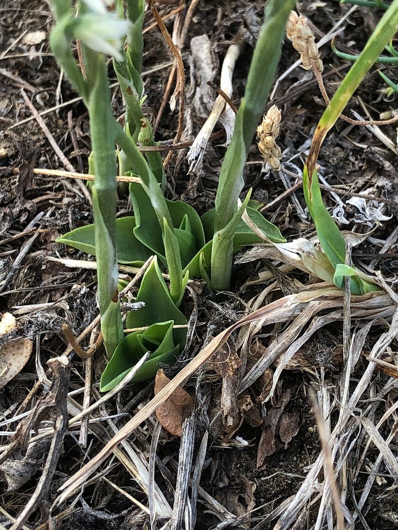 Spiranthes spiralis  - Armelle Bass