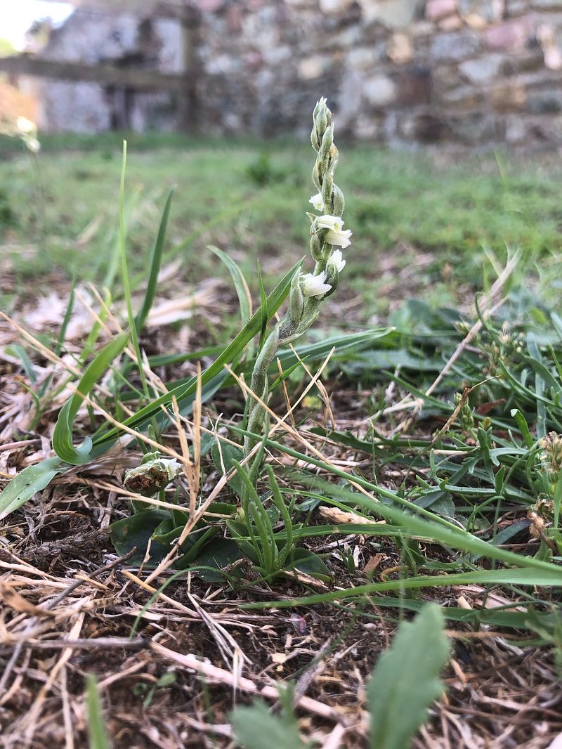 Spiranthes spiralis  - Armelle Bass