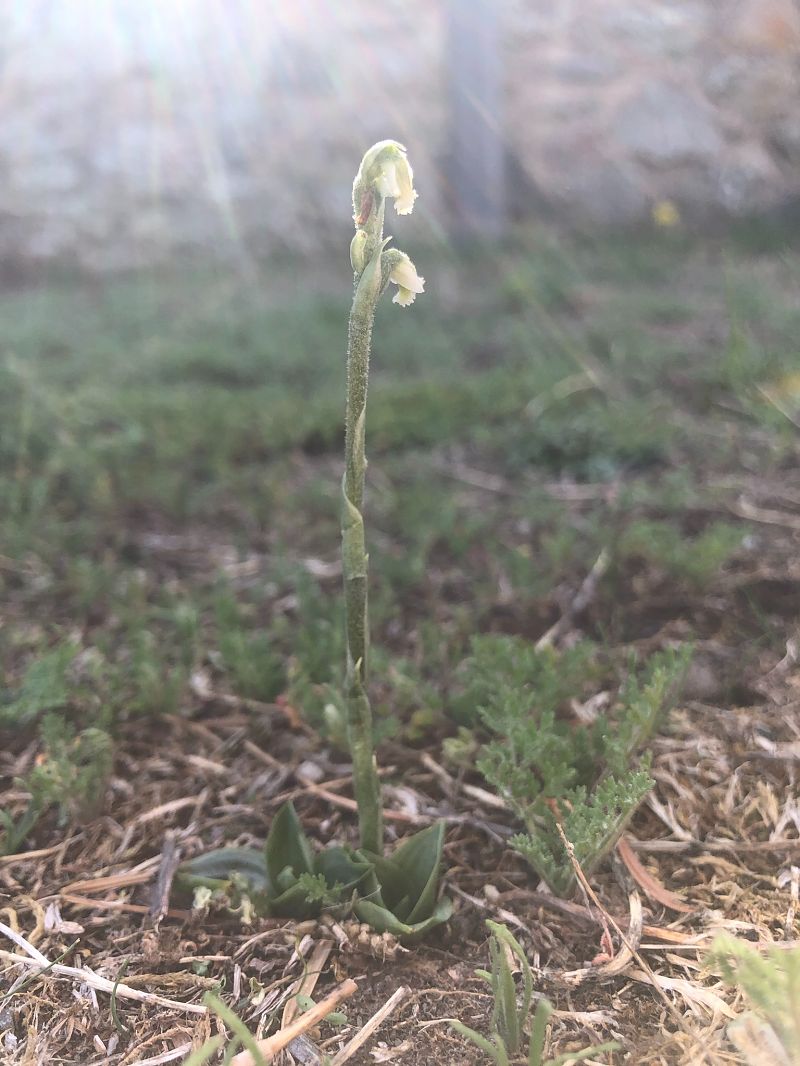 Spiranthes spiralis  - Armelle Bass