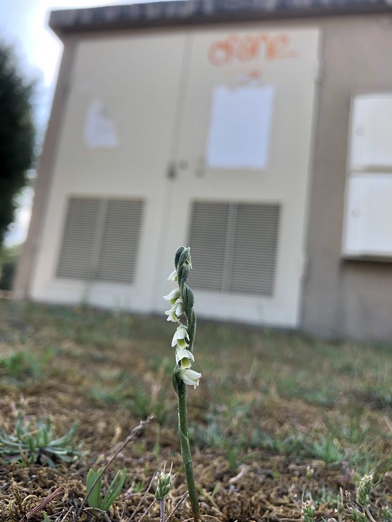 Spiranthes spiralis  - Armelle Bass