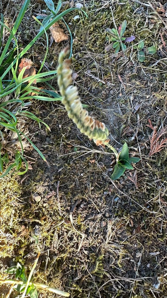 Spiranthes spiralis  - Anonyme
