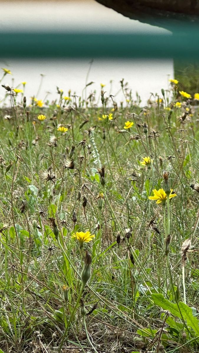 Spiranthes spiralis  - Anonyme