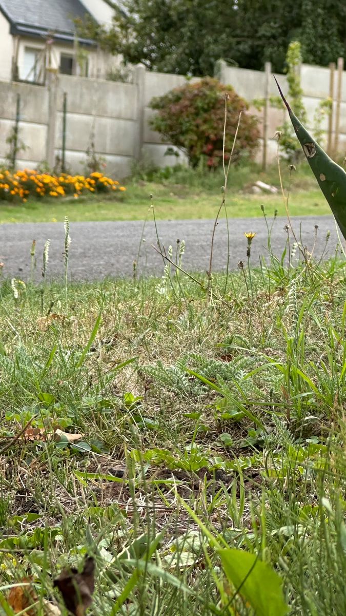 Spiranthes spiralis  - Anonyme