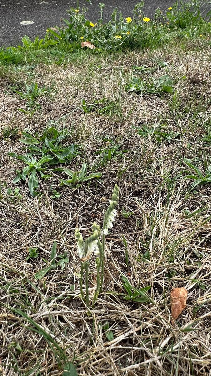 Spiranthes spiralis  - Anonyme