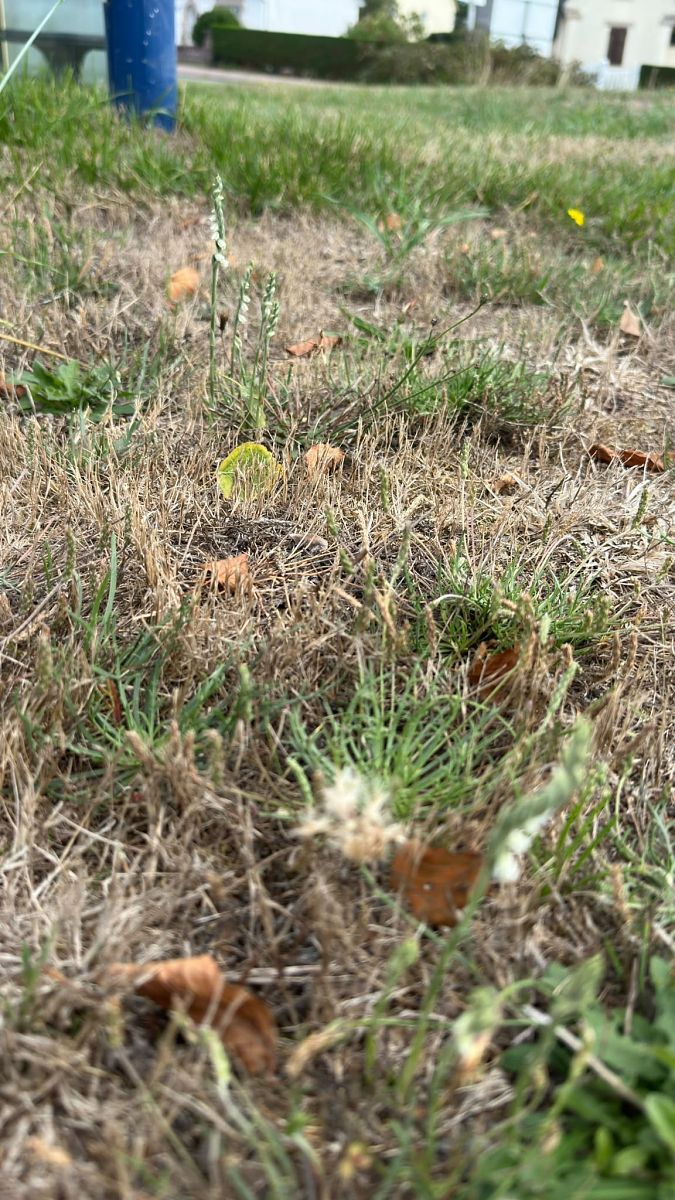 Spiranthes spiralis  - Anonyme