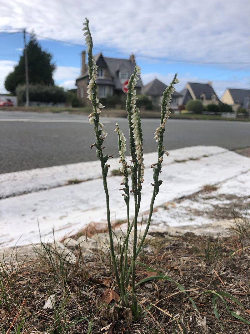 Spiranthes spiralis  - Armelle Bass