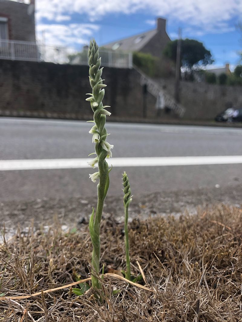 Spiranthes spiralis  - Armelle Bass