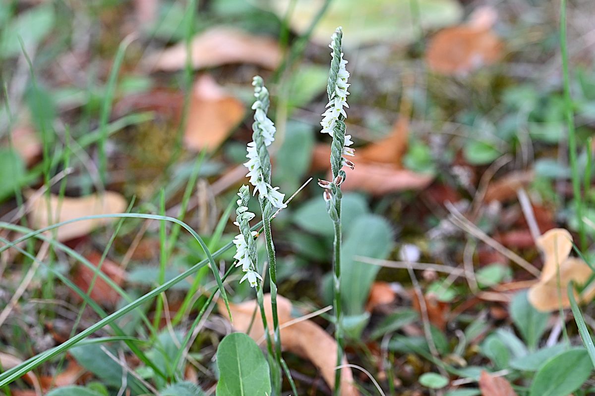 Spiranthes spiralis  - Martine Le Grand