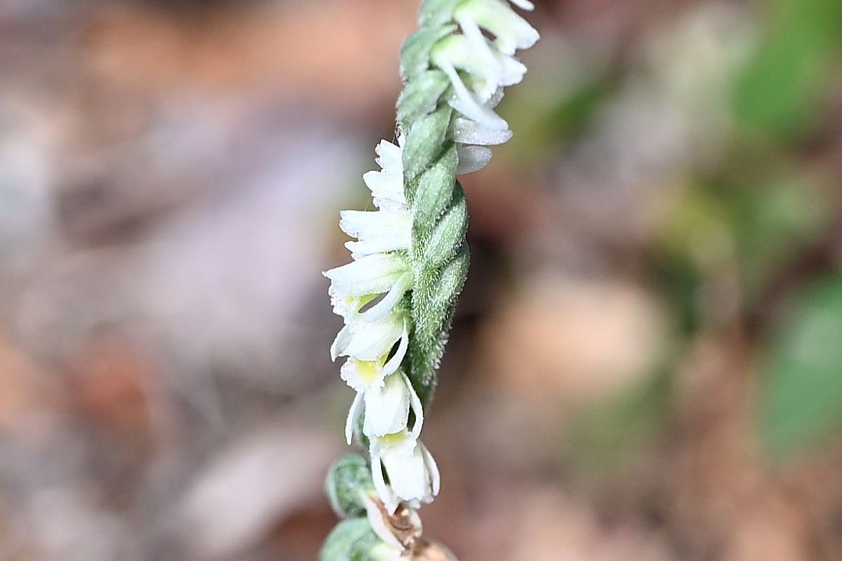 Spiranthes autumnalis  - Martine Le Grand
