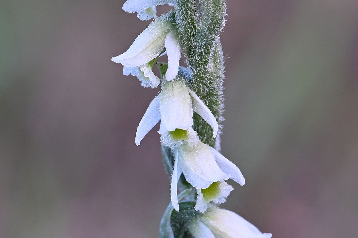Spiranthes spiralis  - Martine Le Grand