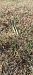 Spiranthes spiralis  - Franck Michelini