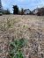 Spiranthes spiralis  - Ghislain Constans