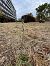Spiranthes spiralis  - Ghislain Constans