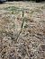 Spiranthes spiralis  - Ghislain Constans