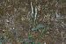 Spiranthes spiralis  - Jean-Christophe Blanchard