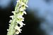 Spiranthes spiralis (Spiranthe d'automne) © Jean-Christophe Blanchard