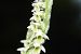 Spiranthes spiralis (Spiranthe d'automne) © Jean-Christophe Blanchard