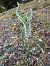 Spiranthes spiralis  - Nadine Duche