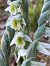 Spiranthes spiralis (Spiranthe d'automne) © Nadine Duche
