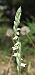 Spiranthes spiralis (Spiranthe d'automne) © Baptiste Juniot