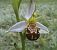 Ophrys apifera (Ophrys abeille) © Jacques Hallot