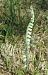 Spiranthes spiralis (Spiranthe d'automne) © Laurent Fourneret