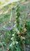 Spiranthes spiralis (Spiranthe d'automne) © Laurent Fourneret