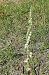 Spiranthes spiralis (Spiranthe d'automne) © Laurent Fourneret