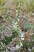 Spiranthes spiralis (Spiranthe d'automne) © Laurent Fourneret