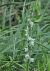 Spiranthes spiralis (Spiranthe d'automne) © Laurent Fourneret