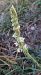 Spiranthes spiralis (Spiranthe d'automne) © Laurent Fourneret