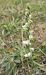 Spiranthes spiralis (Spiranthe d'automne) © Laurent Fourneret