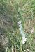 Spiranthes spiralis (Spiranthe d'automne) © Laurent Fourneret